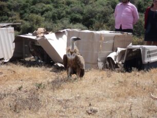 Ηράκλειο Κρήτης: Οι γύπες επέστρεψαν στο φυσικό τους περιβάλλον